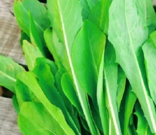 Imagen ilustrativa de Radicheta Agro por atado